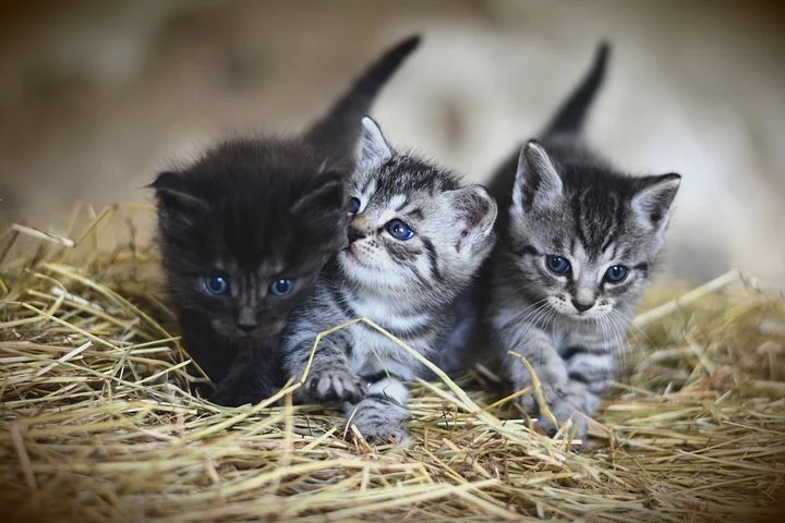 小猫变颜色的故事  小猫变颜色完整版简短