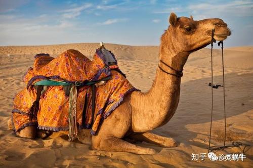一篇《生气的骆驼》的故事