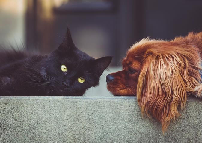 黑猫警长·三次电话铃的故事  黑猫警长·三次电话铃完整版简短